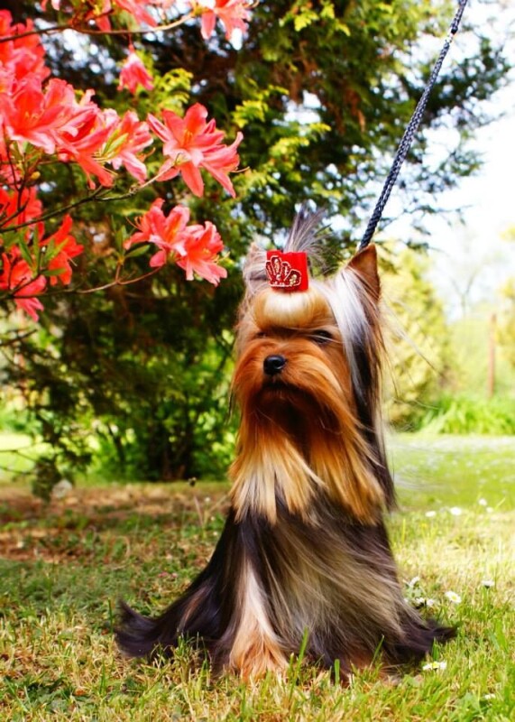 Scandelicious Smoothy King